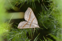 Scotopteryx