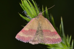 Phytometra viridaria