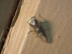 Populicerus formosus