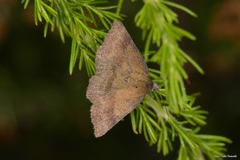 Phytometra viridaria