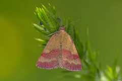 Phytometra viridaria
