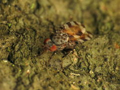 Pseudotephritis approximata