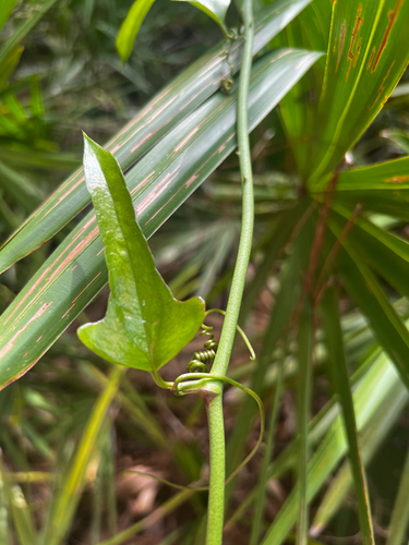 Earleaf Greenbrier (Smilax auriculata)