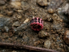 Microphotus angustus