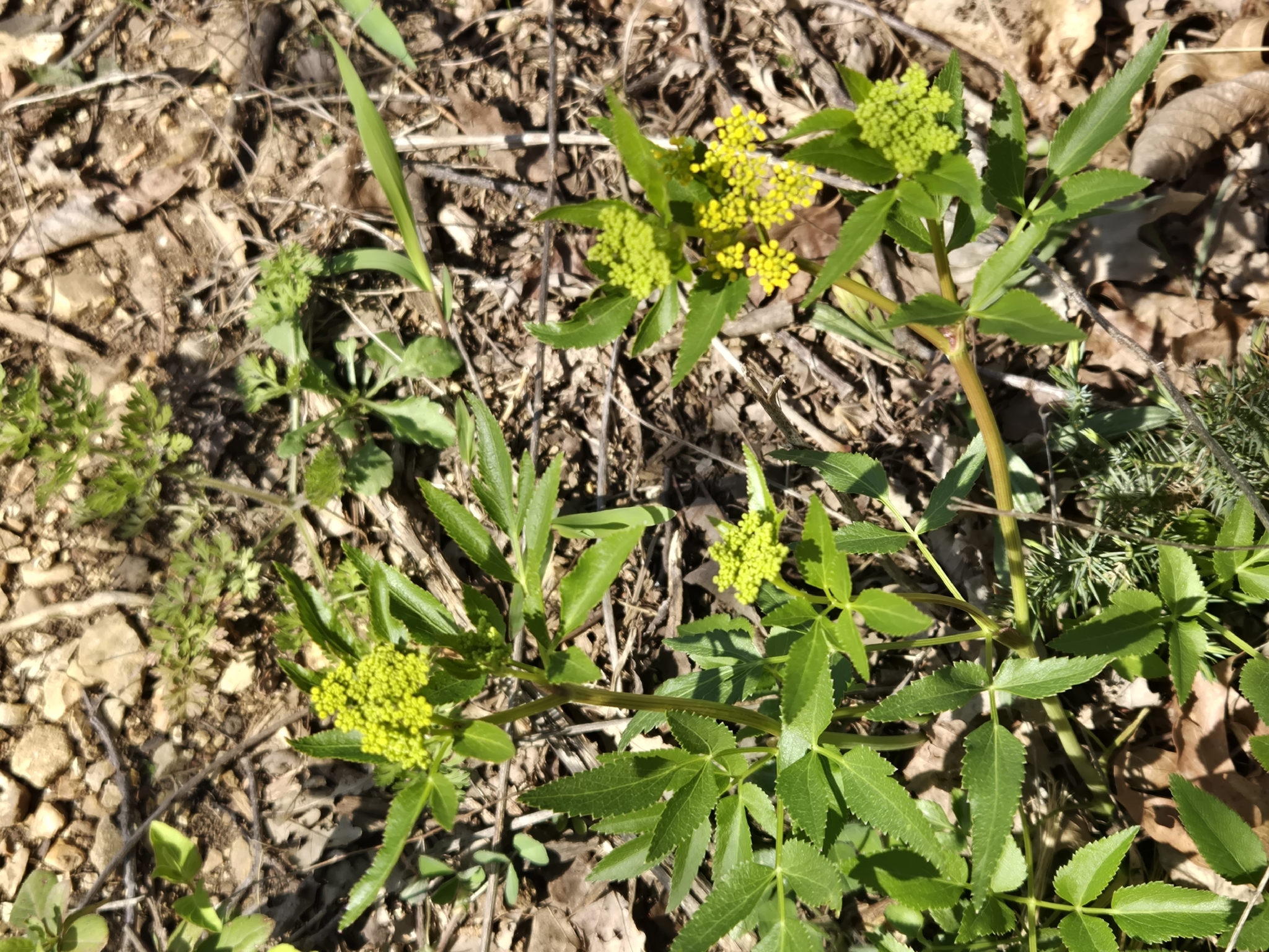 Golden Zizia (Zizia aurea)