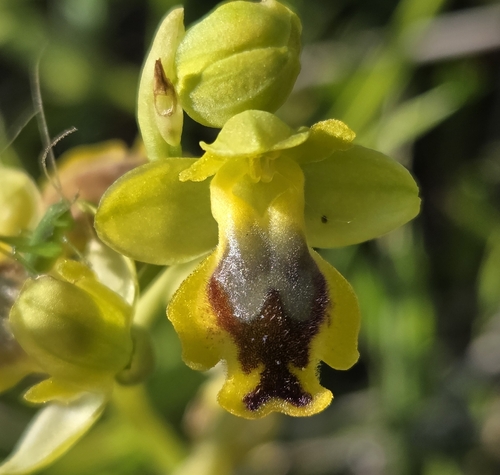 Lesser Yellow Bee Orchid (Ophrys sicula)