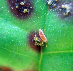 Mycodiplosis constricta