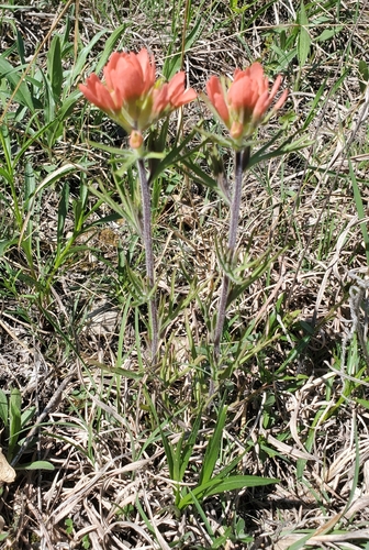 Painted-cup (Castilleja coccinea)