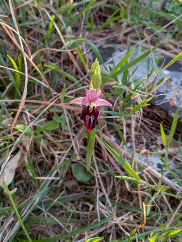 Horseshoe Orchid (Ophrys ferrum)