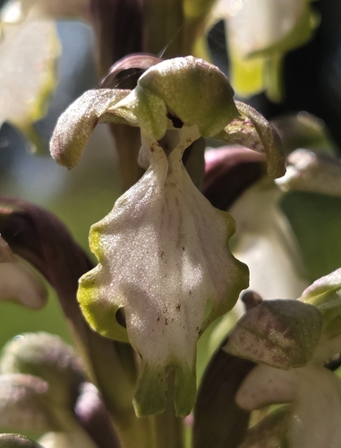 Himantoglossum robertianum (Himantoglossum robertianum)