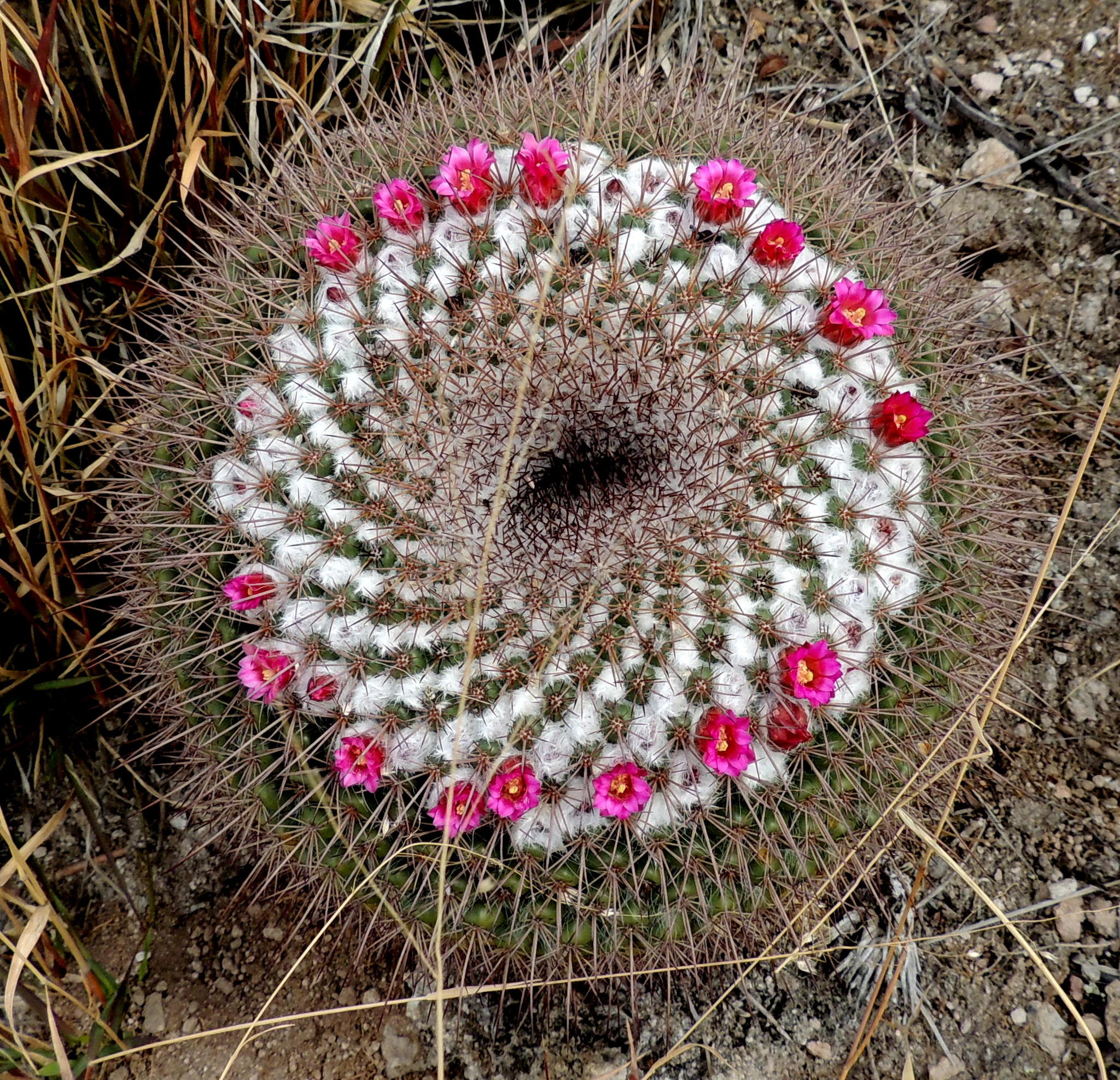 Mammillaria petterssonii