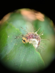 Cupha erymanthis lotis