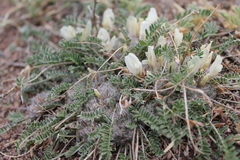 Astragalus galactites