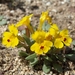 Carson Valley Monkeyflower - Photo (c) Jim Morefield, some rights reserved (CC BY)