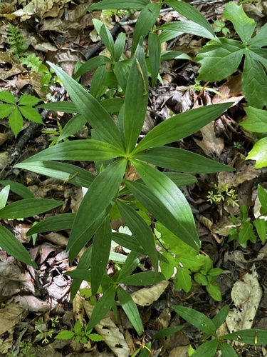 Michigan lily