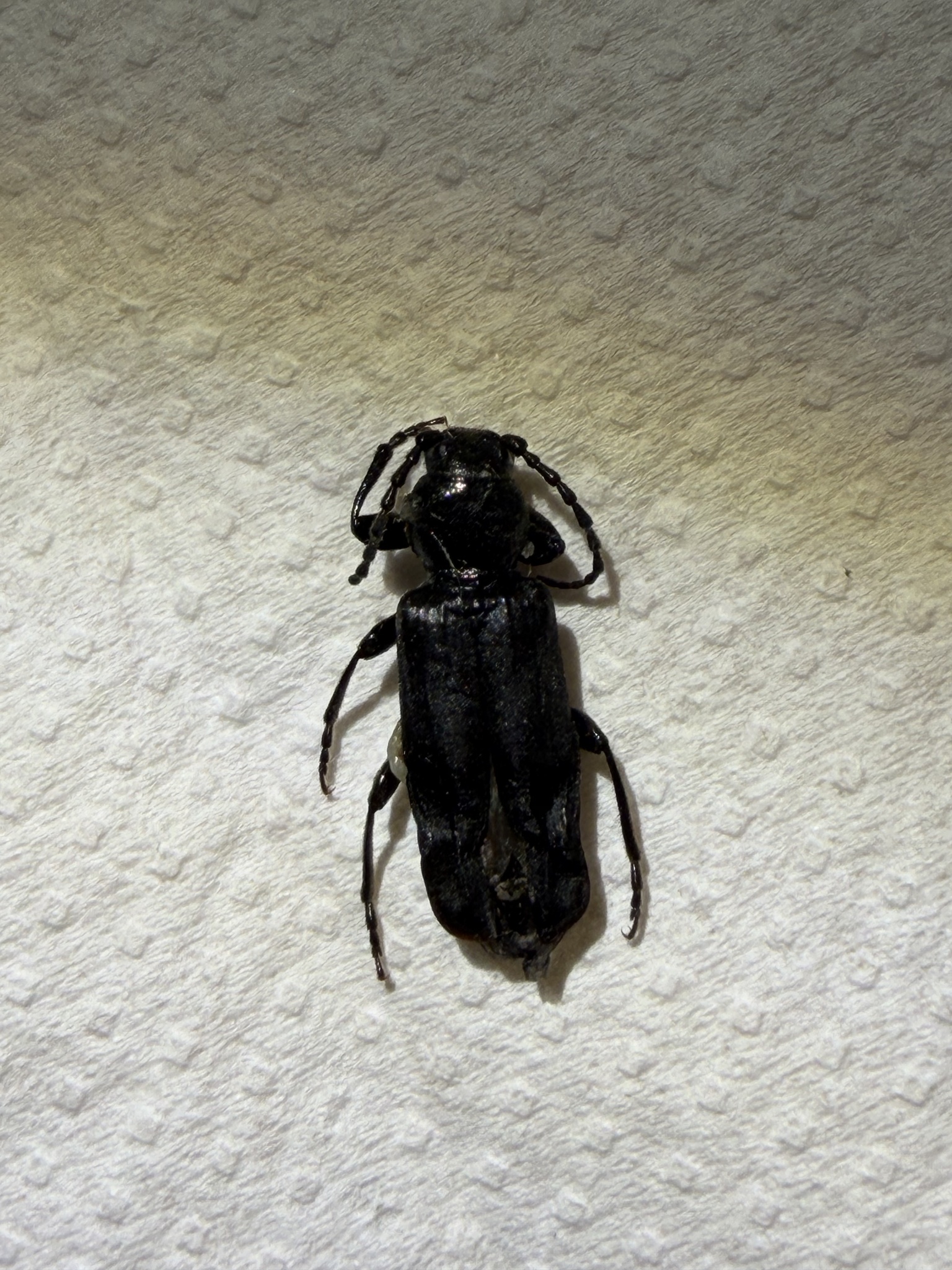 Tetropium castaneum
