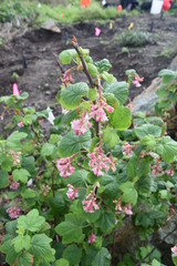 Ribes sanguineum glutinosum