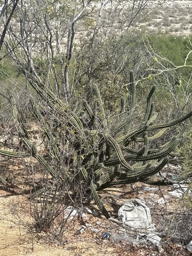 Galloping Cactus (Stenocereus gummosus)