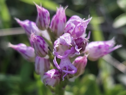 Naked-man Orchid (Orchis italica)