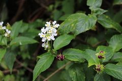 Lantana