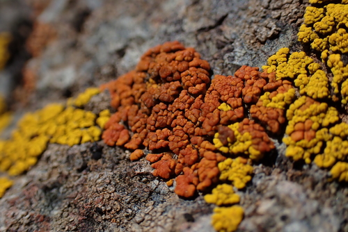 iNaturalist observation photo of Common Lichens