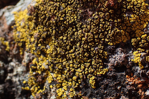 iNaturalist observation photo of Goldspeck Lichens