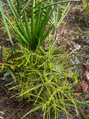 saw palmetto (Serenoa repens)