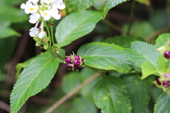 Lantana