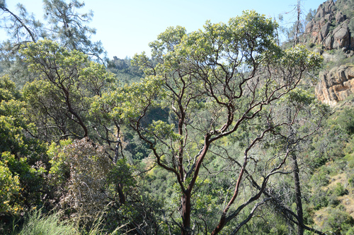 Big Berry Manzanita (Arctostaphylos glauca)