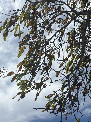 Palo Blanco (Lysiloma candidum)
