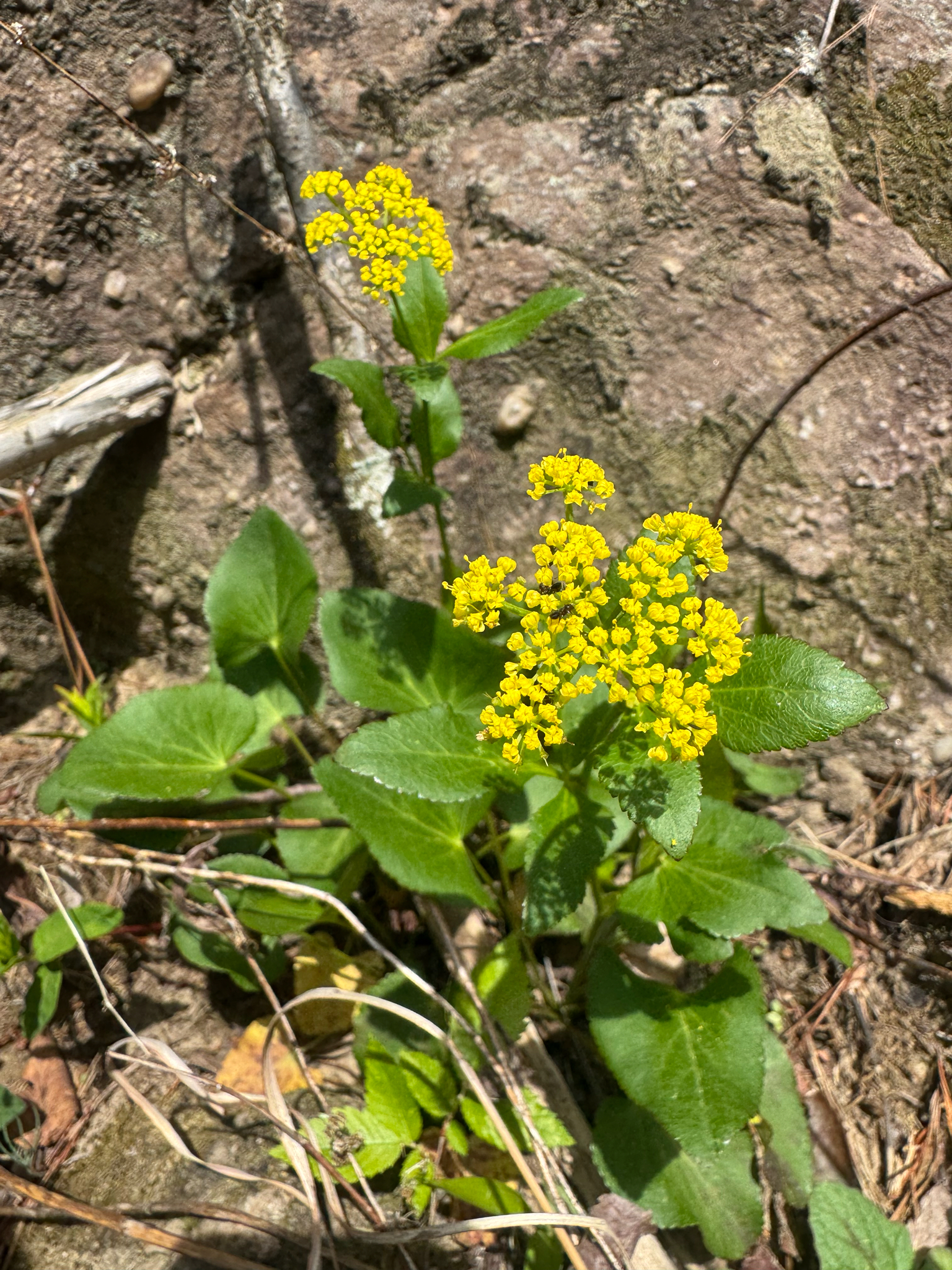 Heart-Leaf Golden Alexanders (Zizia aptera)