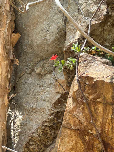 Silene rotundifolia, photograph 5