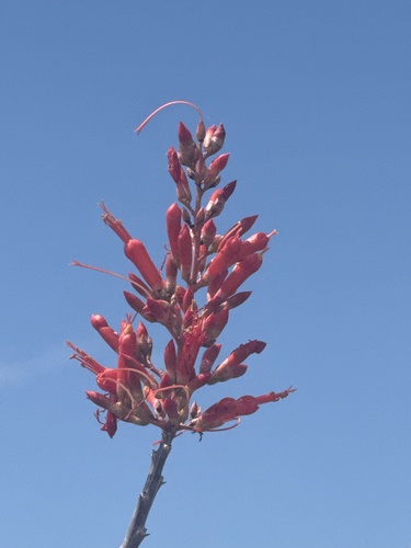 Adam's tree (Fouquieria diguetii)
