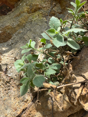 Silene rotundifolia, photograph 6