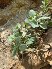Silene rotundifolia, photograph (c) Shelby Lyn Sanders, some rights reserved (CC BY)