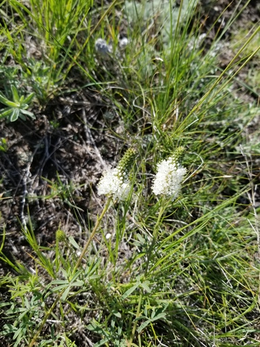 white prairie clover (Dalea candida)