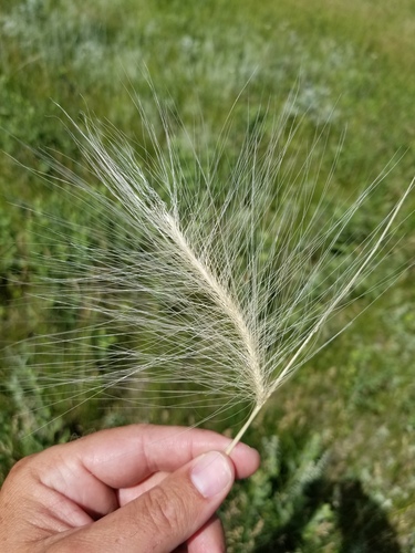 Foxtail Barley (Hordeum jubatum)