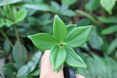Angiospermae
