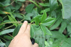 Angiospermae