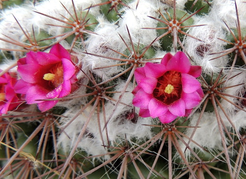 Mammillaria petterssonii
