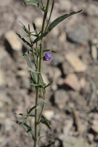 Twining Snapdragon (Neogaerrhinum strictum)