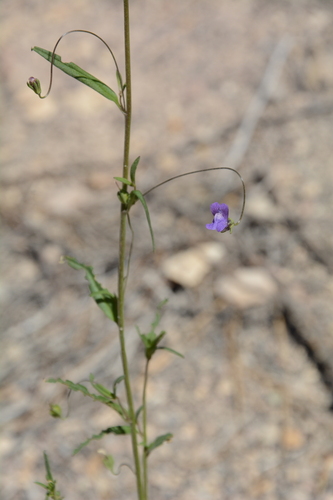 Neogaerrhinum strictum, photograph 4