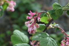 Ribes sanguineum glutinosum