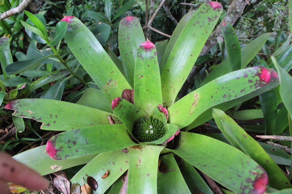 Neoregelia johannis