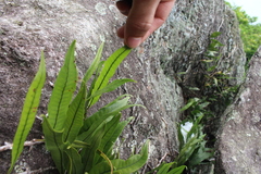 Microgramma