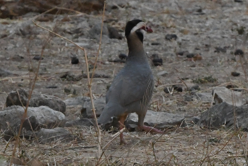 Arabian Partridge (Alectoris melanocephala), photo 9