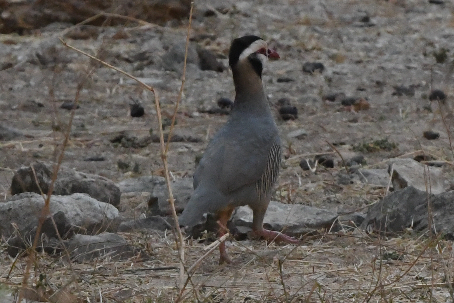 Arabian Partridge (Alectoris melanocephala), photo 6