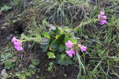 Arabis blepharophylla