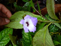 Monopyle