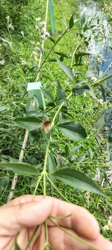 Chromolaena laevigata, photograph 3